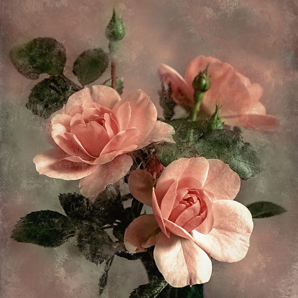 Rose Bloom art print by David Pollard for $57.95 CAD