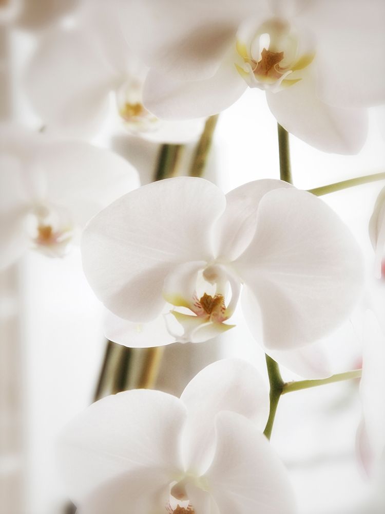 White Orchids art print by Savanah Plank for $57.95 CAD