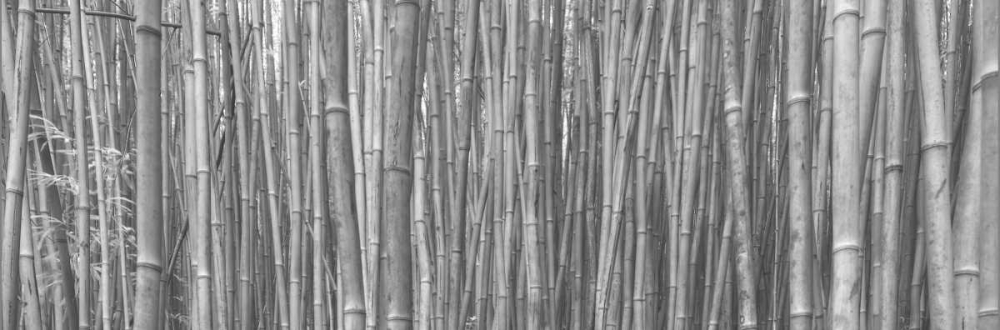 Bamboo Forest art print by Scott Bennion for $57.95 CAD