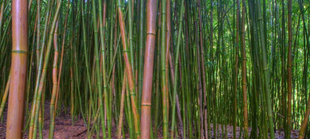 Bamboo art print by Scott Bennion for $57.95 CAD
