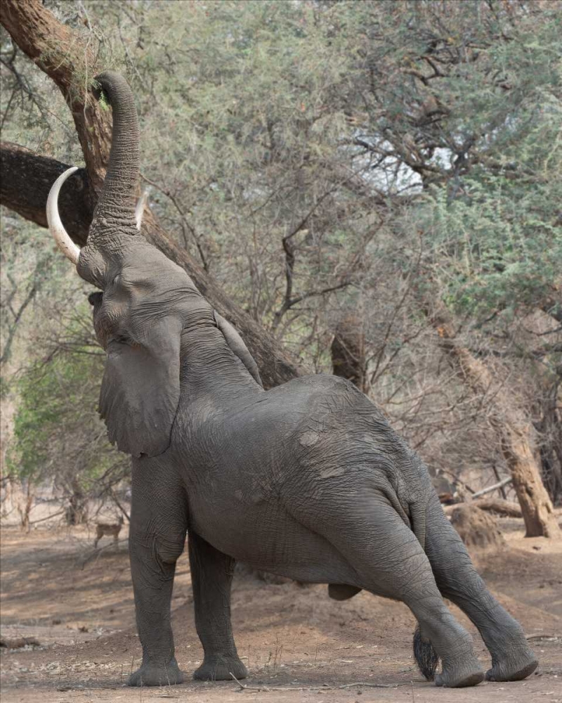 Reaching Elephant - Mana Pools Zimbabwe art print by Scott Bennion for $57.95 CAD