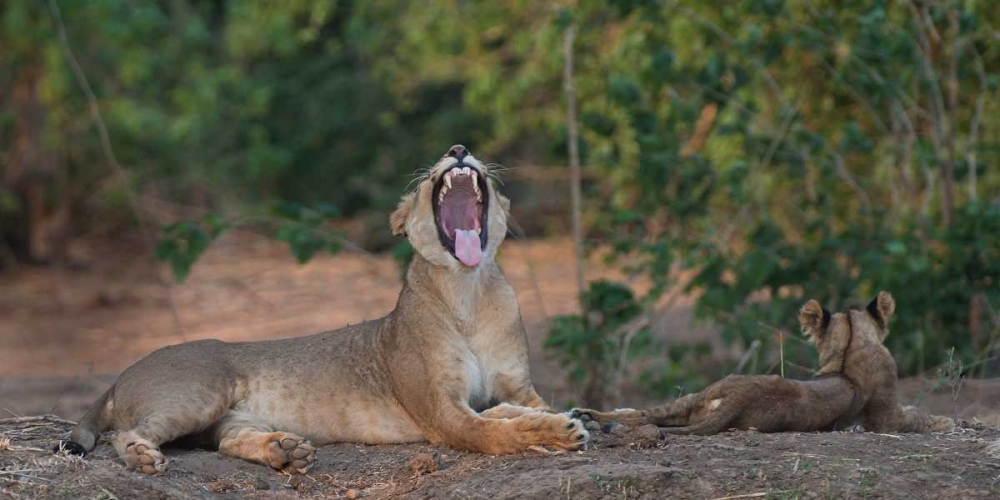 Yawning Lion - Zimbabwe art print by Scott Bennion for $57.95 CAD