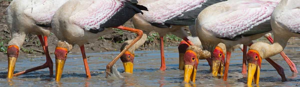 Yellow Billed Storks Fishing art print by Scott Bennion for $57.95 CAD