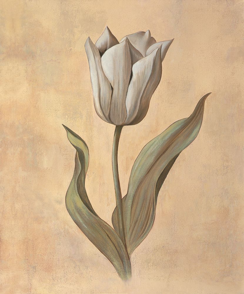 Tulip art print by Virginia Huntington for $57.95 CAD