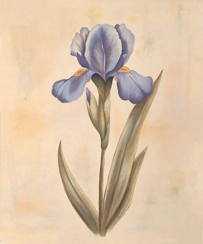 Iris art print by Virginia Huntington for $57.95 CAD