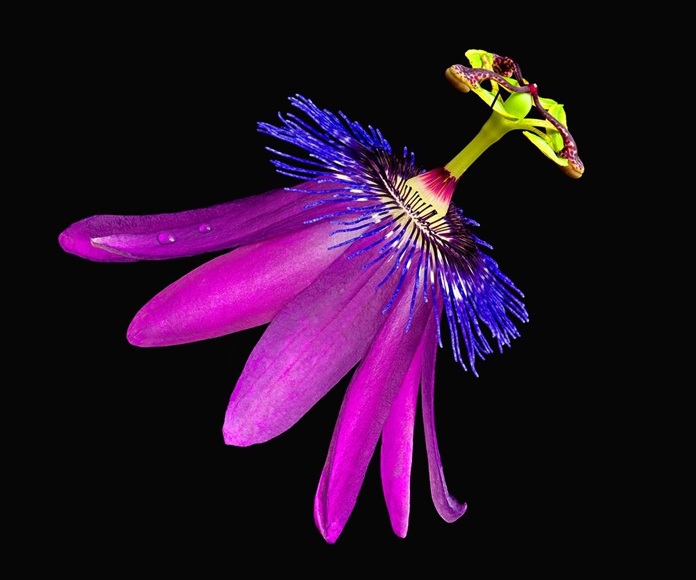Amethyst Passionflower art print by Richard Reynolds for $57.95 CAD