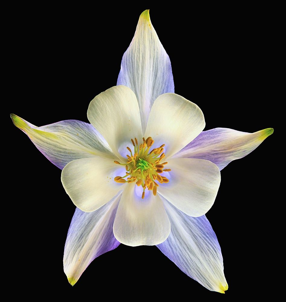 Columbine Origami Blue 2 art print by Richard Reynolds for $57.95 CAD