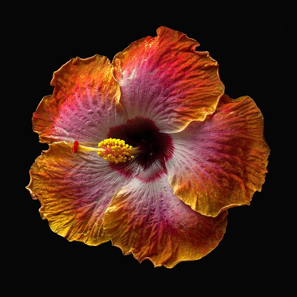 Hibiscus Exotica art print by Richard Reynolds for $57.95 CAD