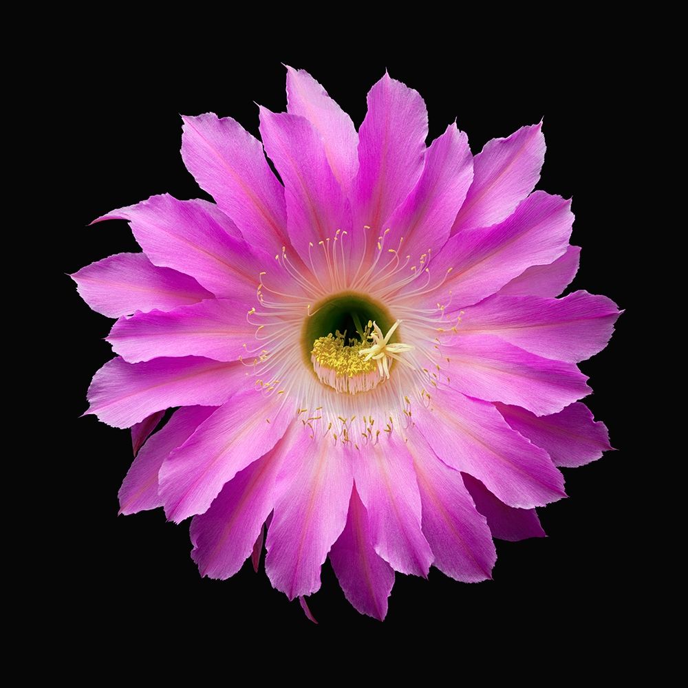 Echinopsis Maria Piazza art print by Richard Reynolds for $57.95 CAD