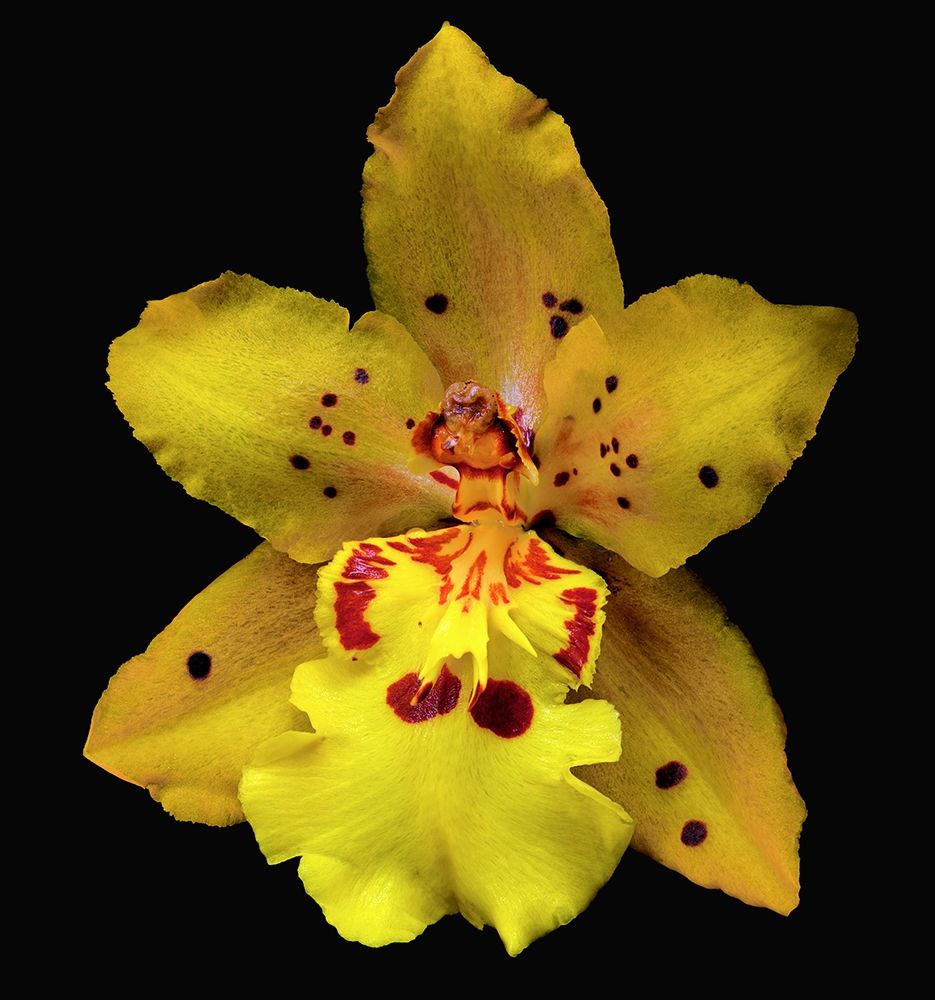Orchid Odontocidium - Mayfair art print by Richard Reynolds for $57.95 CAD