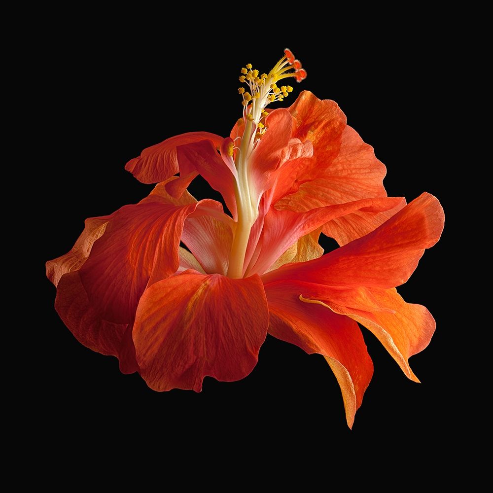 Tropical Hibiscus ~ Double Orange art print by Richard Reynolds for $57.95 CAD