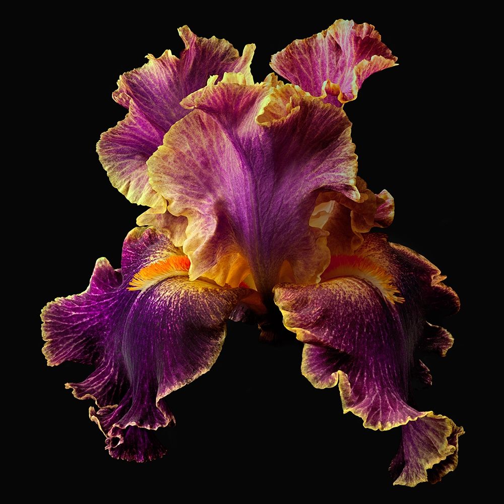 Tall Bearded Iris ~ Entangled art print by Richard Reynolds for $57.95 CAD