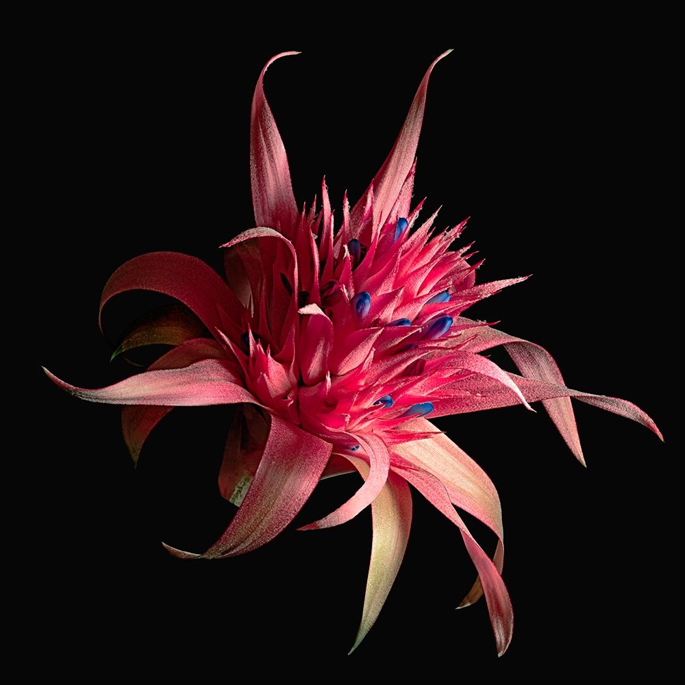 Silver Vase Bromeliad art print by Richard Reynolds for $57.95 CAD