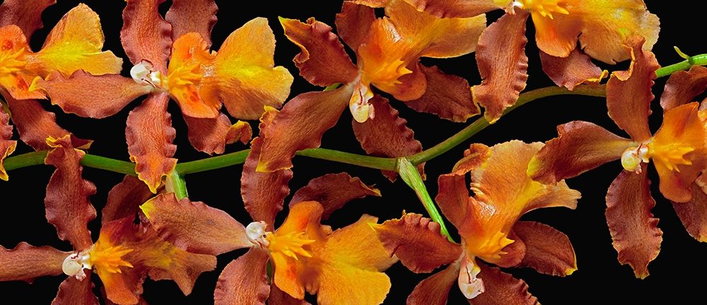 Orchid - Kilauea Karma art print by Richard Reynolds for $57.95 CAD