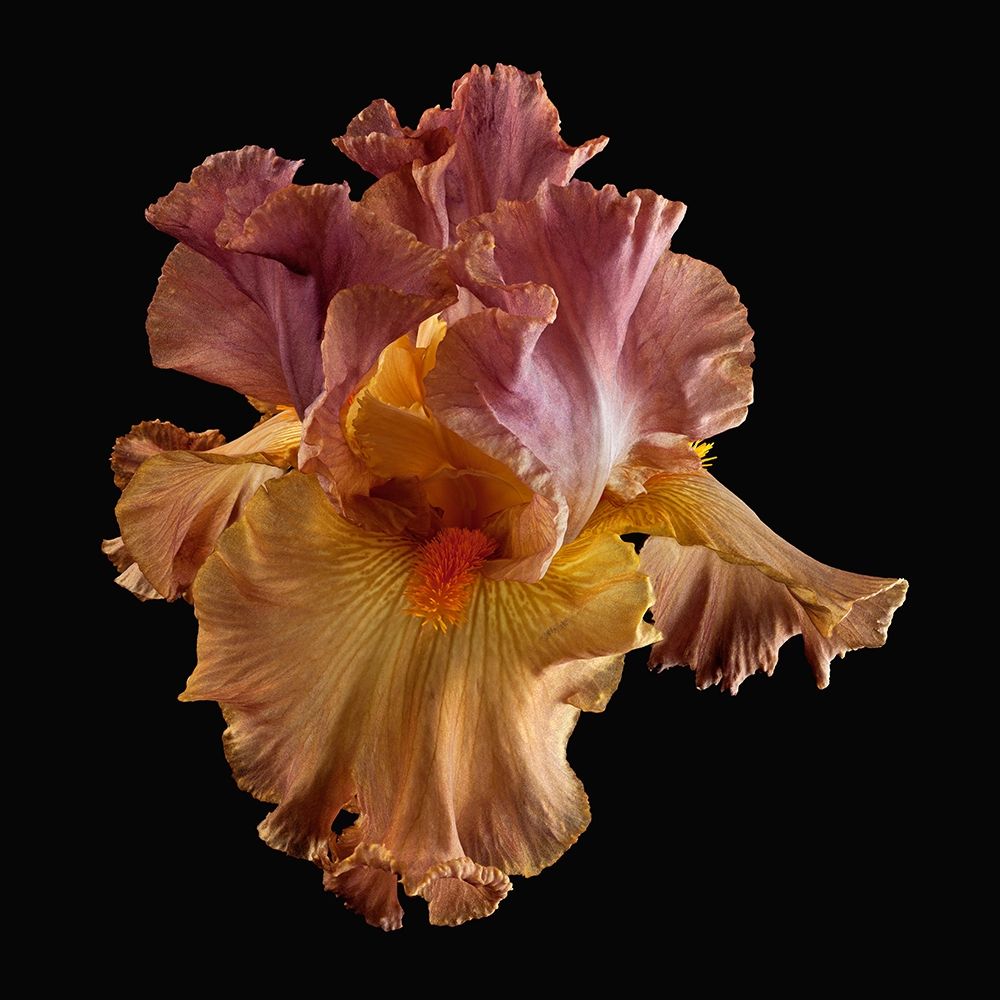 Tall Bearded Iris art print by Richard Reynolds for $57.95 CAD