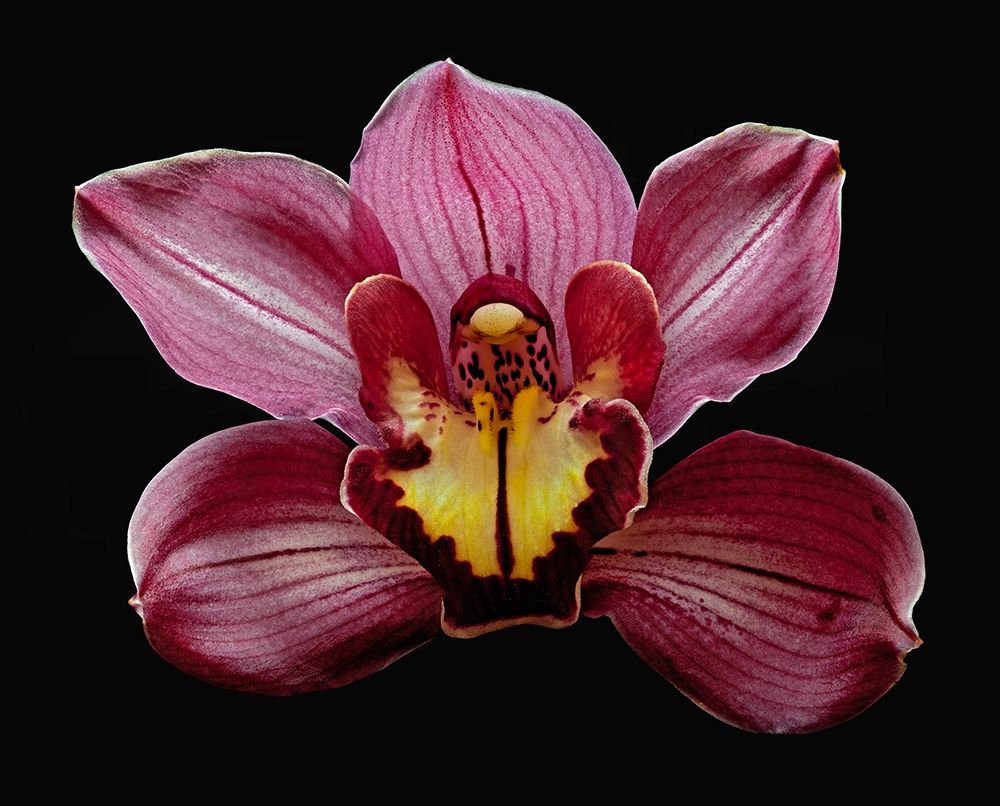Orchid Eikoh art print by Richard Reynolds for $57.95 CAD