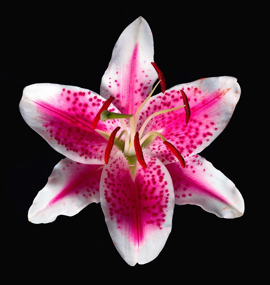 Oriental Lily ~ Stargazer art print by Richard Reynolds for $57.95 CAD
