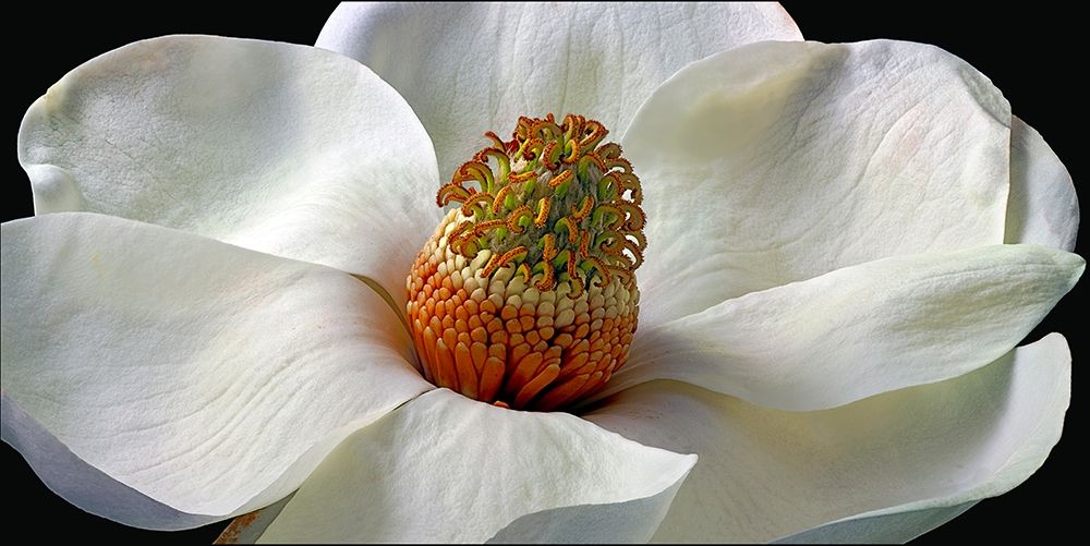 Southern Magnolia art print by Richard Reynolds for $57.95 CAD