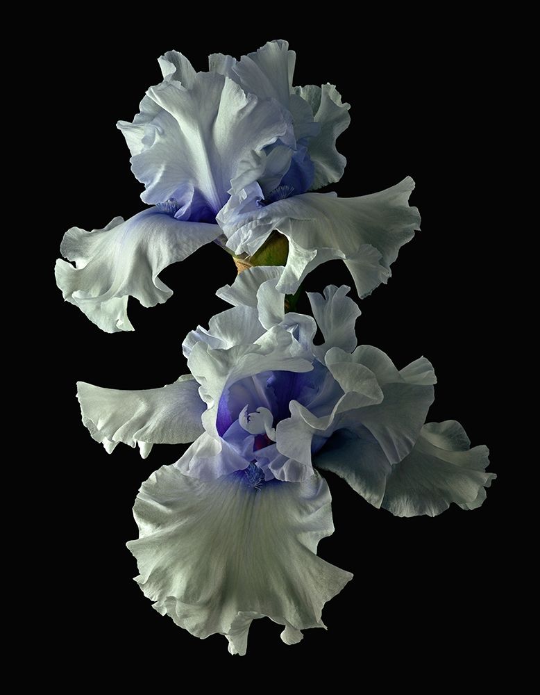 Tall Bearded Iris - Willamette Mist art print by Richard Reynolds for $57.95 CAD