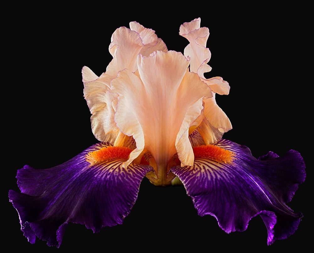 Tall Bearded Iris Zandra art print by Richard Reynolds for $57.95 CAD