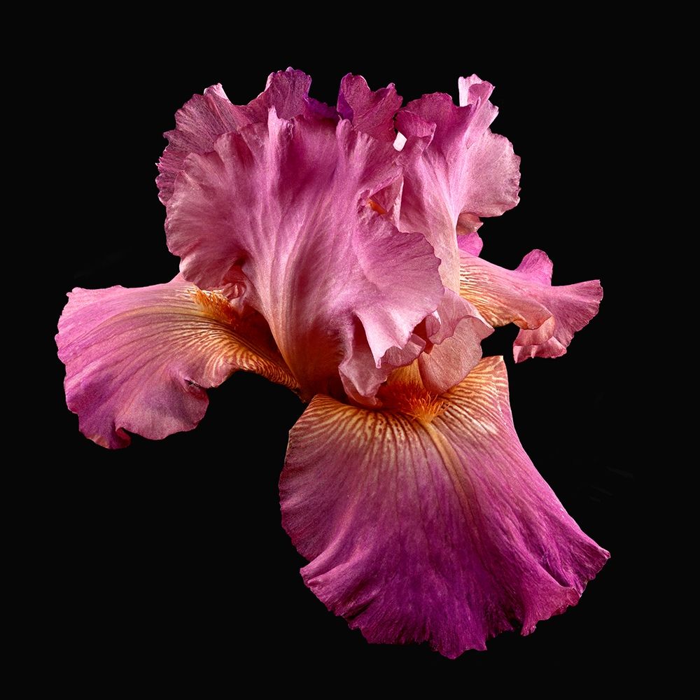 Tall Bearded Iris ~ Twice Thrilling art print by Richard Reynolds for $57.95 CAD