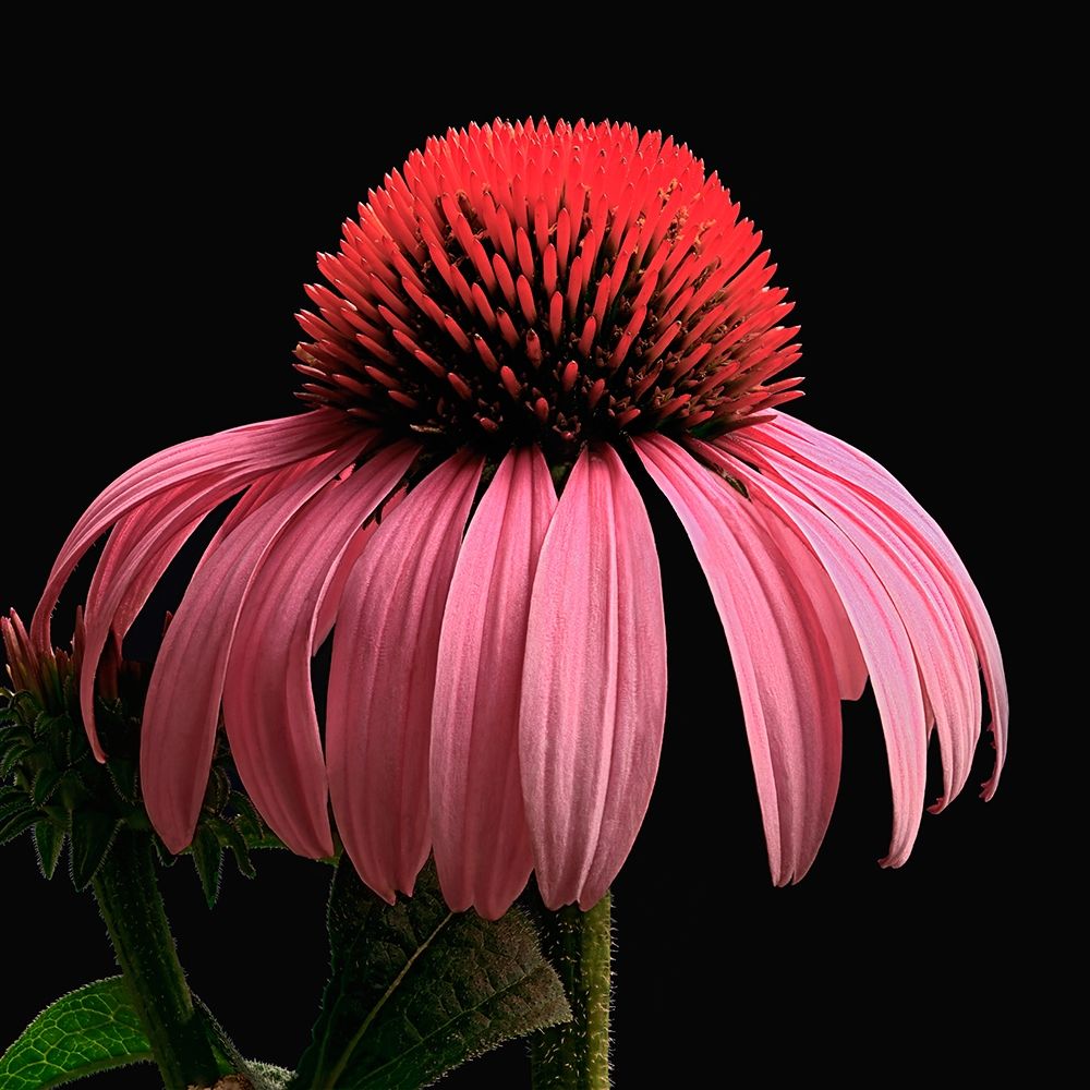 Purple Cone Flower art print by Richard Reynolds for $57.95 CAD