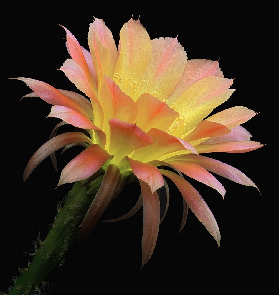 Echinopsis Cactus Napea art print by Richard Reynolds for $57.95 CAD