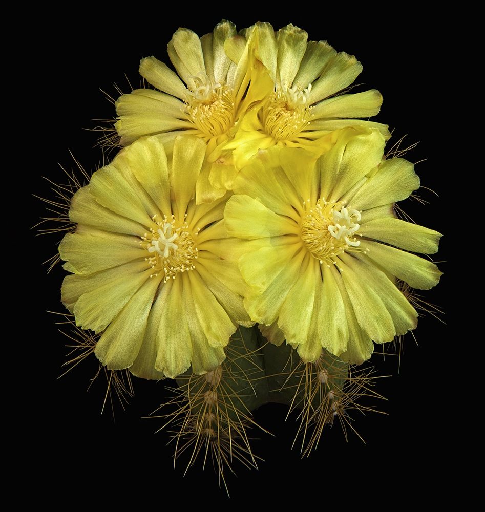 Parodia Magnifica art print by Richard Reynolds for $57.95 CAD