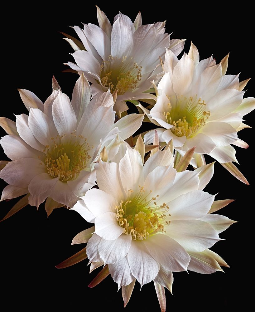 Easter Lily Cactus art print by Richard Reynolds for $57.95 CAD