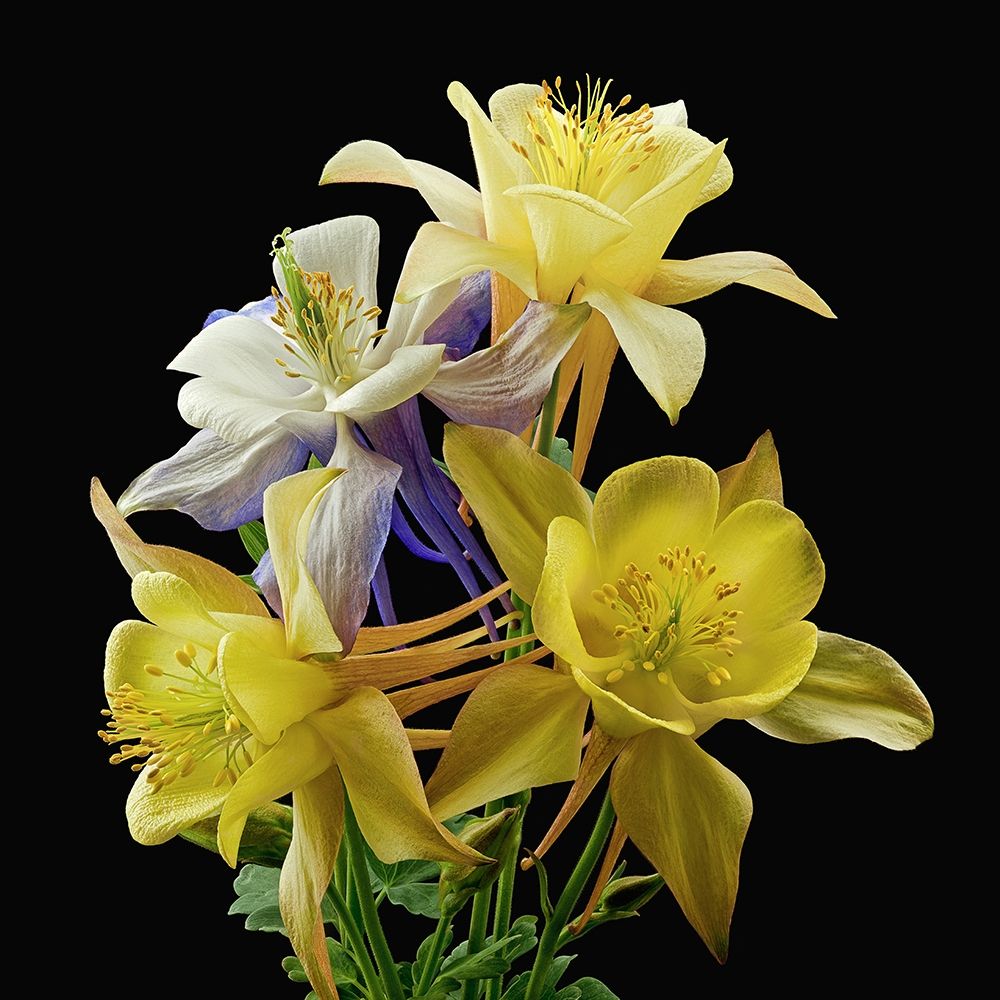 Columbines ~ Origami Mix art print by Richard Reynolds for $57.95 CAD