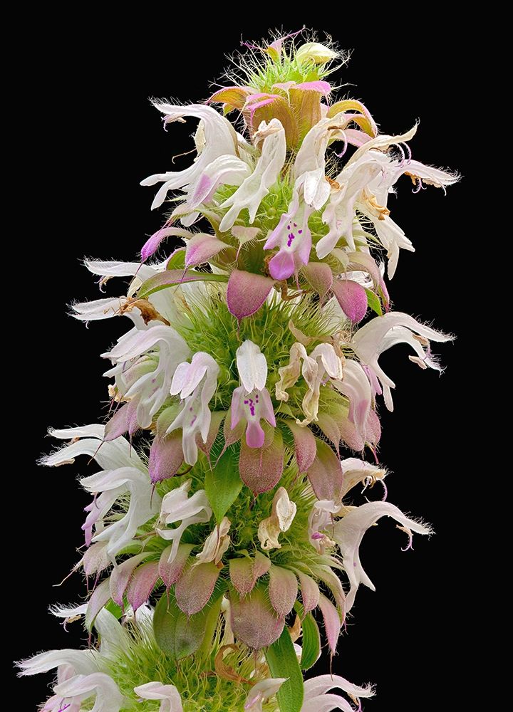 Horsemint art print by Richard Reynolds for $57.95 CAD