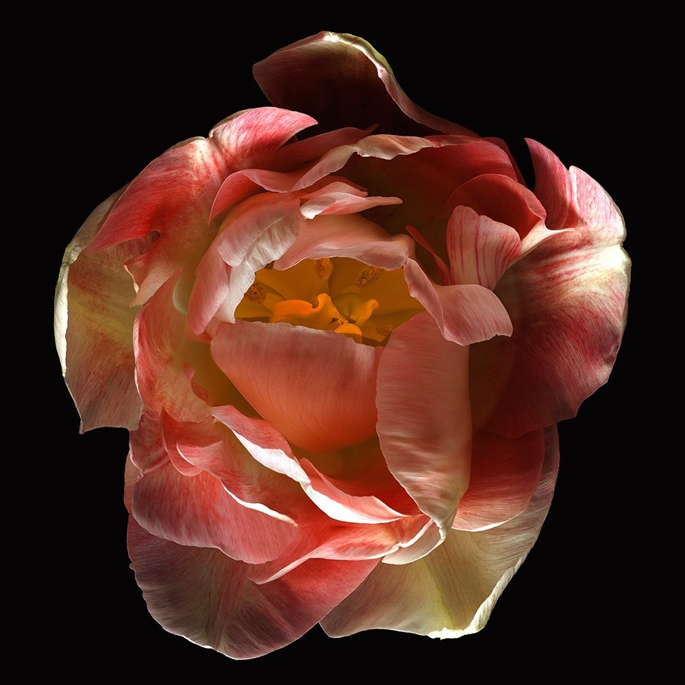 Tulip Angelique art print by Richard Reynolds for $57.95 CAD