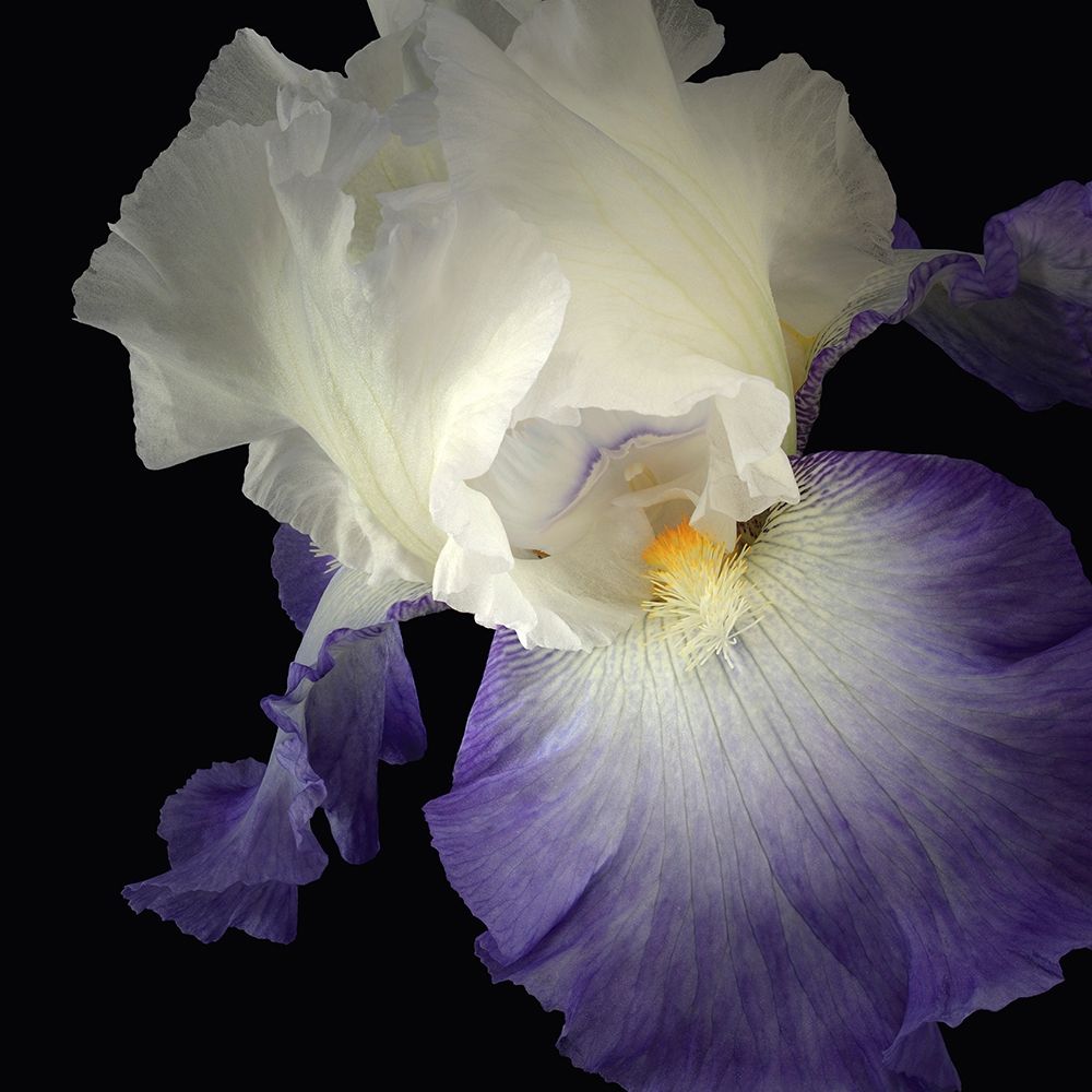 Tall Bearded Iris 9 art print by Richard Reynolds for $57.95 CAD