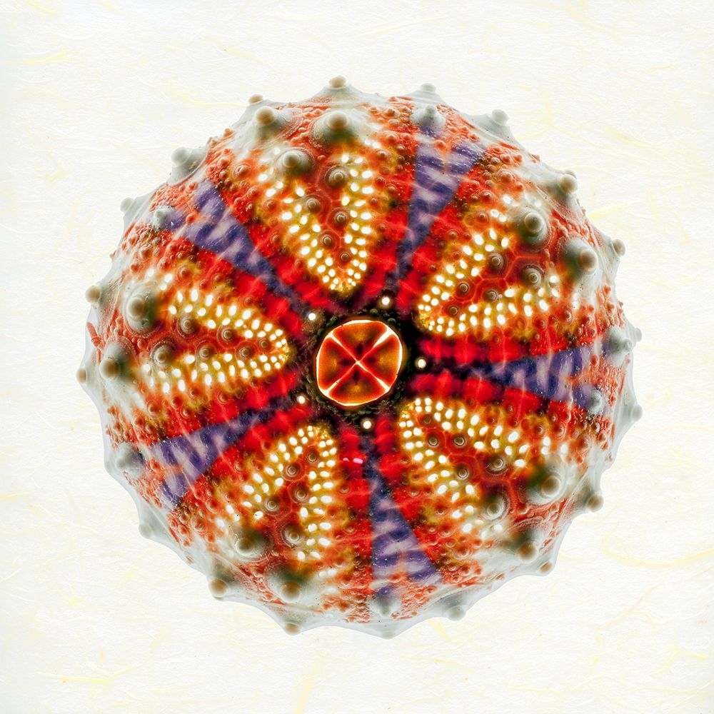 Sea Urchin 2 art print by Richard Reynolds for $57.95 CAD