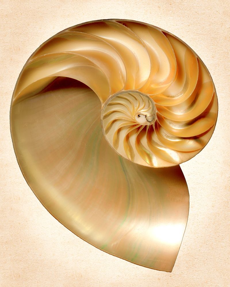 Nautilus Section art print by Richard Reynolds for $57.95 CAD