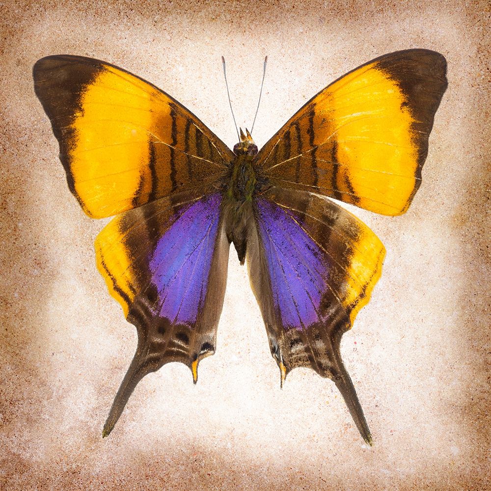 Pansy Daggerwing art print by Richard Reynolds for $57.95 CAD