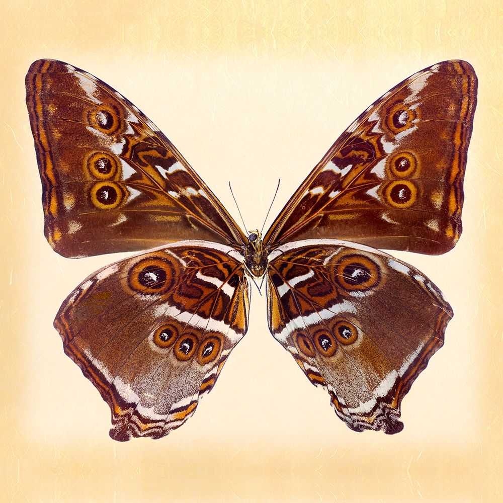 Deidamus Morpho Underside art print by Richard Reynolds for $57.95 CAD