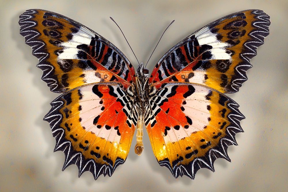 Malay Lacewing art print by Richard Reynolds for $57.95 CAD