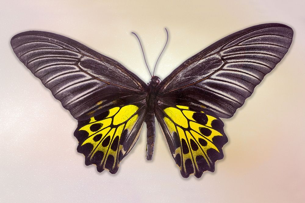 Golden Birdwing art print by Richard Reynolds for $57.95 CAD