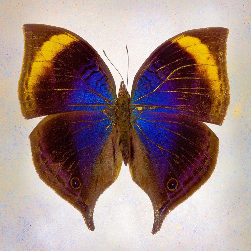 Indian-Leaf Butterfly art print by Richard Reynolds for $57.95 CAD