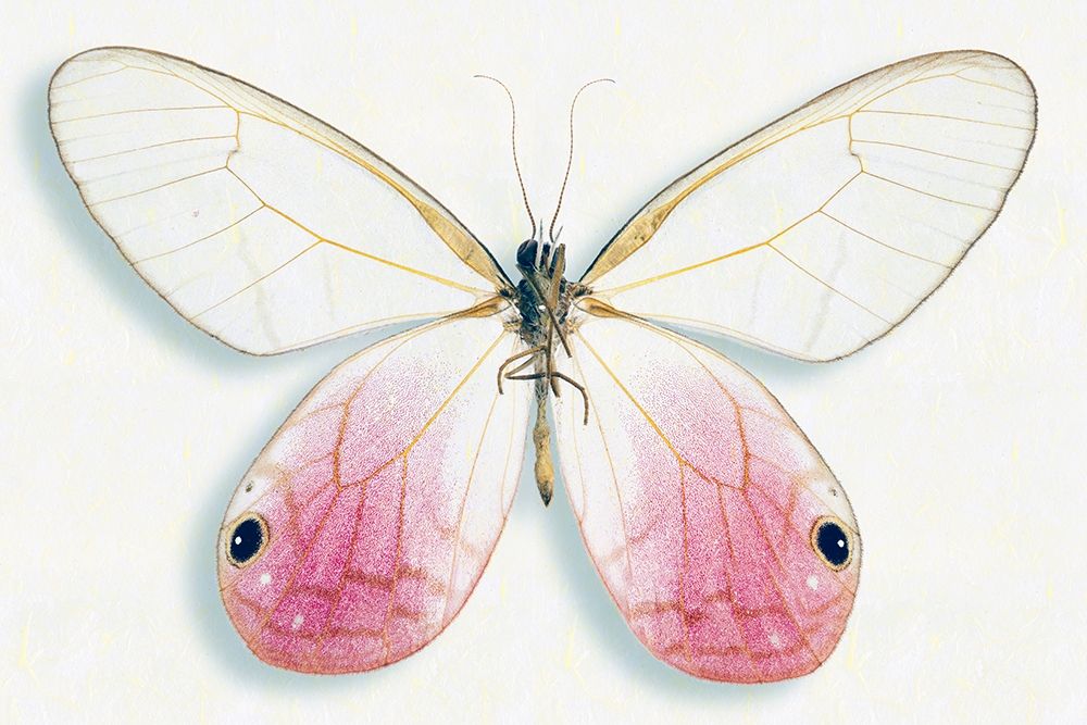 Pink Glasswing art print by Richard Reynolds for $57.95 CAD