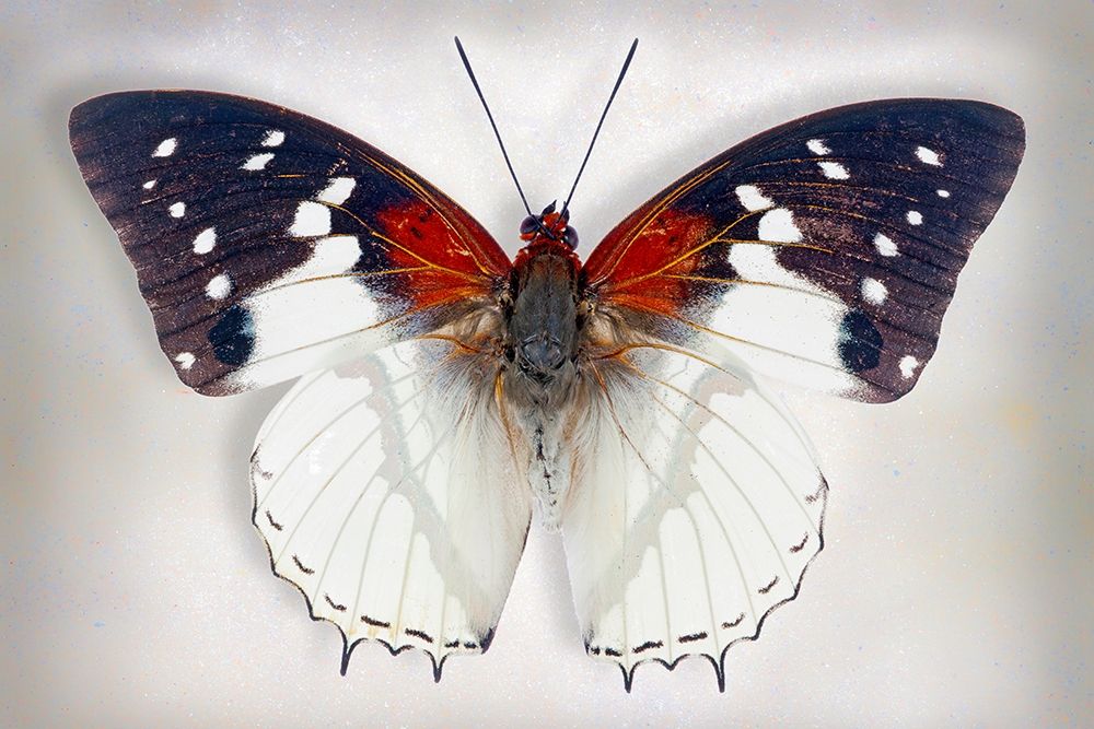 Hadrians White Charaxes art print by Richard Reynolds for $57.95 CAD