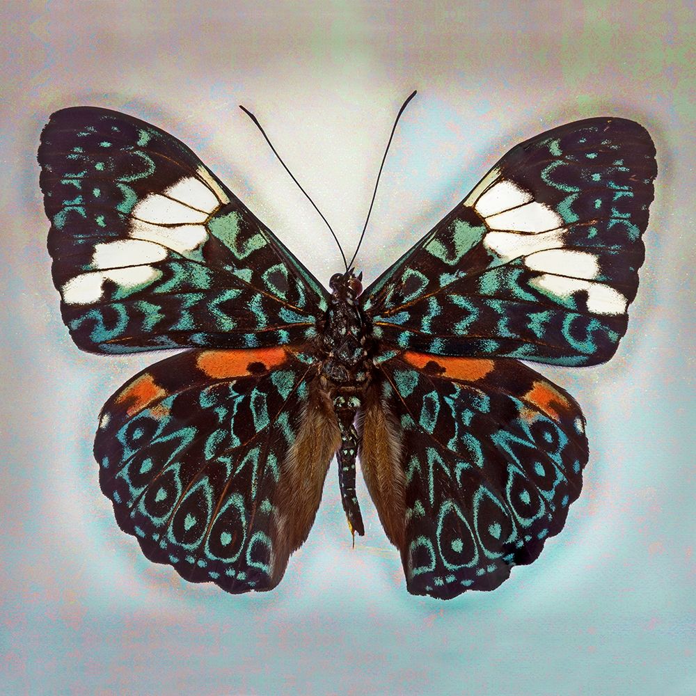 Cracker Butterfly art print by Richard Reynolds for $57.95 CAD