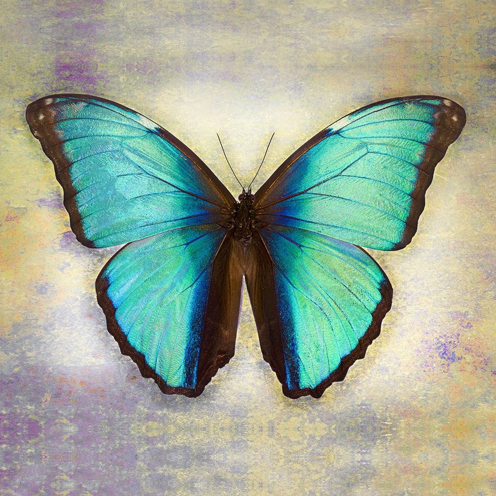 Deidamia Morpho 2 art print by Richard Reynolds for $57.95 CAD