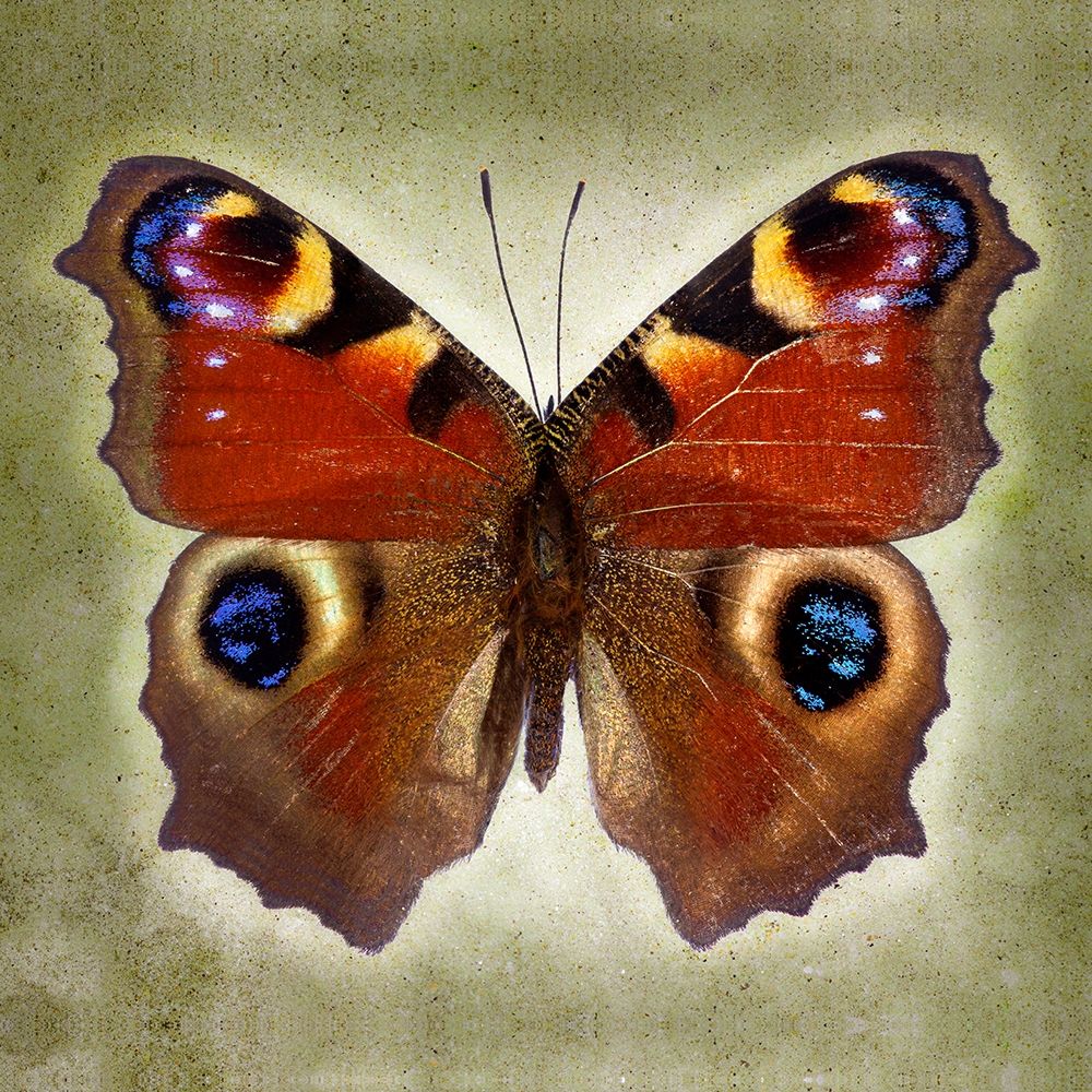 Peacock Butterfly art print by Richard Reynolds for $57.95 CAD