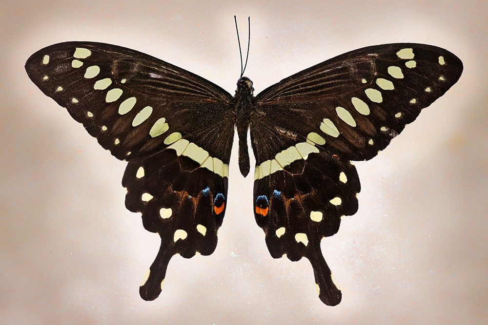 Papilio Lormieri art print by Richard Reynolds for $57.95 CAD