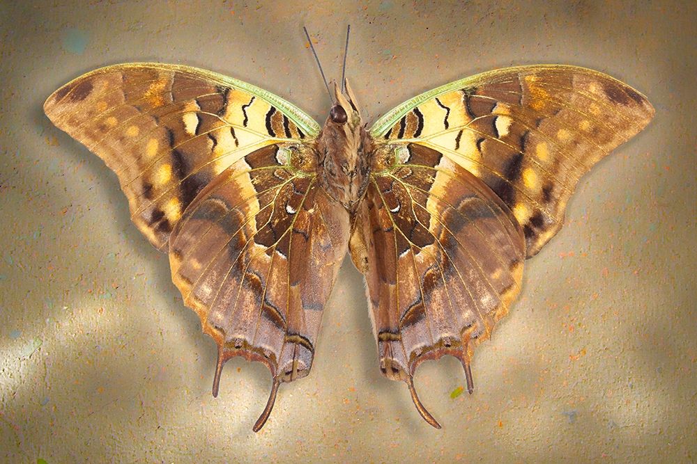 Madagascar Green Veined Charaxes art print by Richard Reynolds for $57.95 CAD