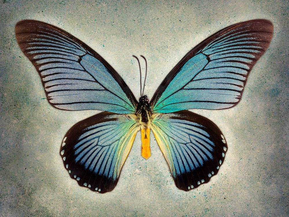 Great Blue Swallowtail art print by Richard Reynolds for $57.95 CAD