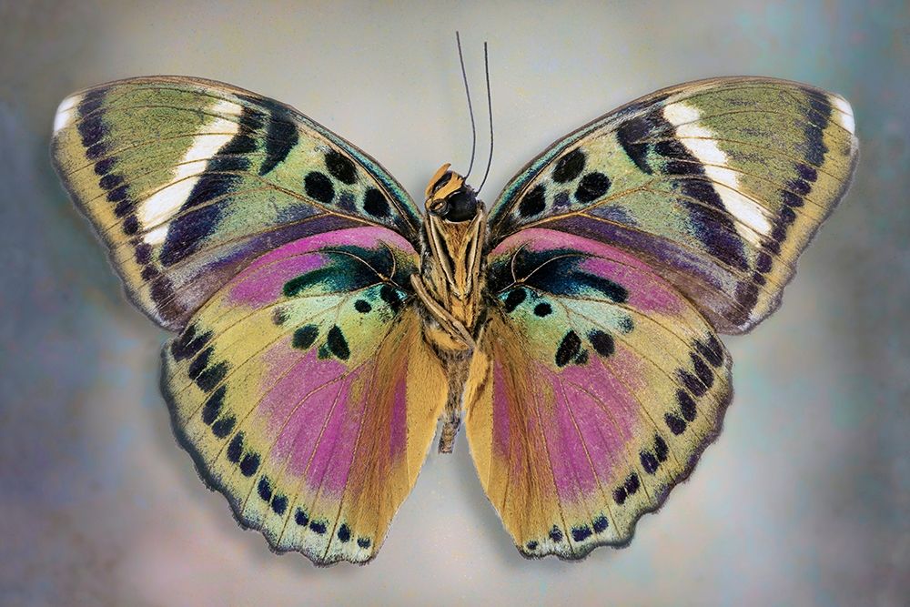 Common Pink Forester (Underside) art print by Richard Reynolds for $57.95 CAD