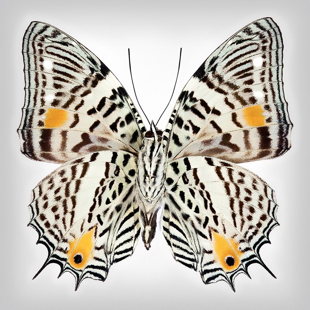 Clown Butterfly - Underside art print by Richard Reynolds for $57.95 CAD